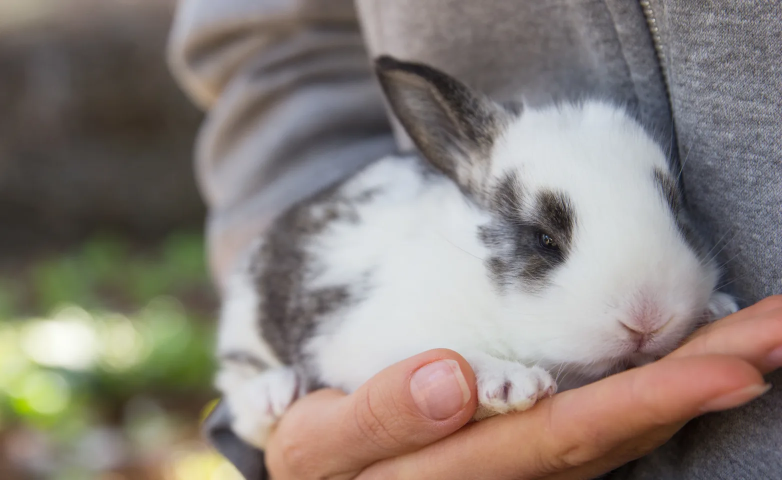 Rabbit being held